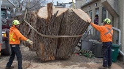 Rochester Street's cottonwood cut down — and unexpectedly healthy