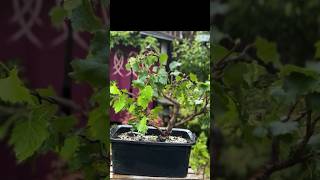 How I transformed a yamadori silver birch bonsai