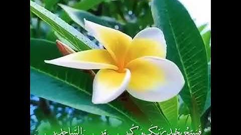 سورة : الحجر | آية : «97» «98» «99» | ولقد نعلم أنّك يضيق صدرك بما يقولون ..