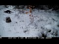 Loutre dans la neige  lutra lutra  dourbies  070320