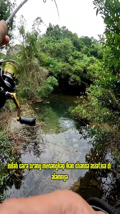 memancing Ikan channa asiatica di rawa rawa #fishing #belajarmancing #mancing #ikan #channa