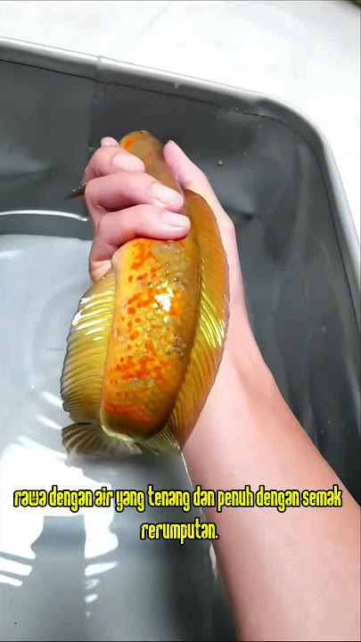 memancing Ikan channa asiatica di rawa rawa #fishing #belajarmancing #mancing #ikan #channa