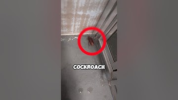 How to Get Rid of Cockroaches Without the Mess! 😲