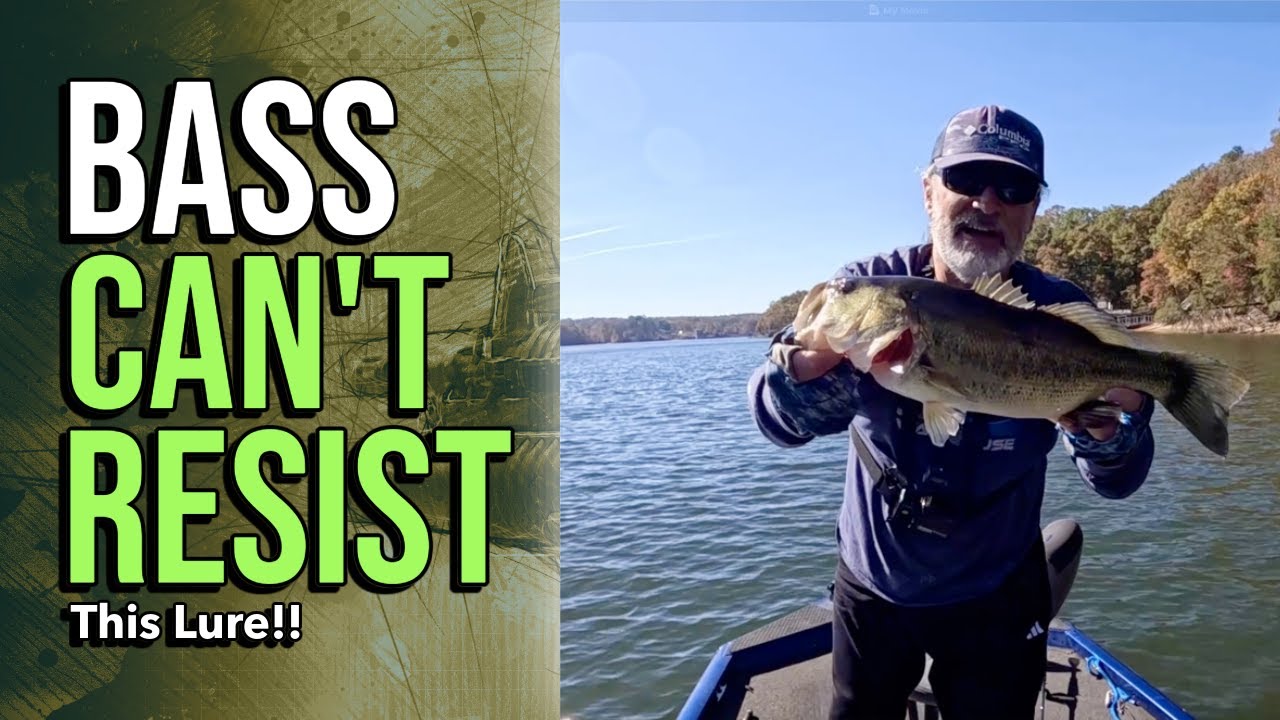 November Bass Strategy At Lake Lanier