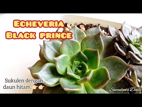 Video: Apa Itu Tanaman Black Knight: Pelajari Tentang Black Knight Echeveria Care