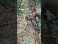 catch long-eared animals #nature #shortsviral