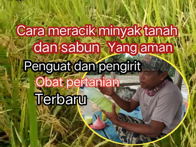 Cara meracik minyak tanah + sabun terbaru... penguat dan pengirit obat pertanian class=