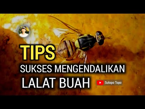 Video: Penilaian Struktur Komunitas Bakteri Di Seluruh Tahapan Kehidupan Lalat Jeruk Cina, Bactrocera Minax (Diptera: Tephritidae)