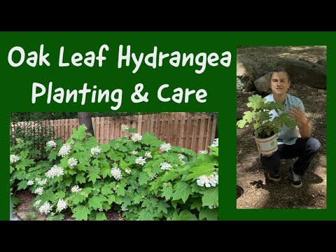 Video: Groeiende eikenbladige hortensia's - Tips voor verzorging en onderhoud van hortensia's