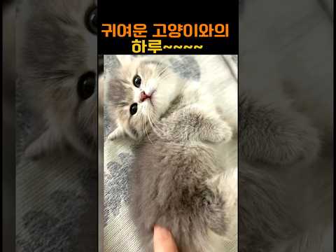 귀여운 고양이와의 하루~~ #고양이 #냥이 #집사 #고양이일상 #캣스타그램 #냥스타그램 #숏츠 #shorts #고양이쇼츠 #반려묘 #귀여운고양이 #꾹꾹이 #랜선집사 #Cat