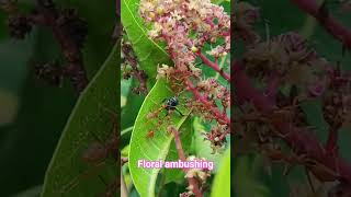 Weaver ants (Oecophylla smaragdina) most aggressive and intelligent cooperative hunters