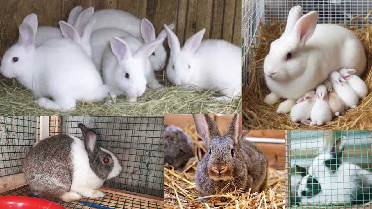 📛DORE UKO WAKWITA KU NKWAVU MU GIHE CY'IMVURA BIKAKURINDA #IGIHOMBO