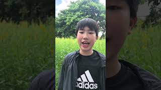 Sunn hemp ปอเทือง | Taytan Kant