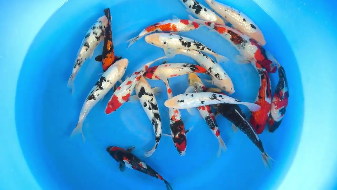 SPR-404 WYSIWYG Oya Koifarm Mix GR Bekko, GR Showa, Few others 21-28 cm