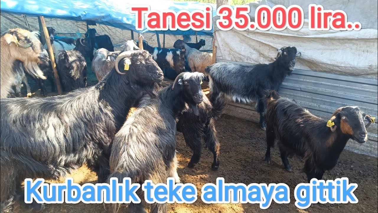 Kurbanlık honamlı teke almaya gittim.. Ormanlık alanda keçicilik yapıyorlar.. Keçiciligin inceliği