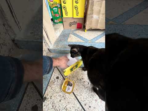 Elle est trop belle. #animal #animals #animales