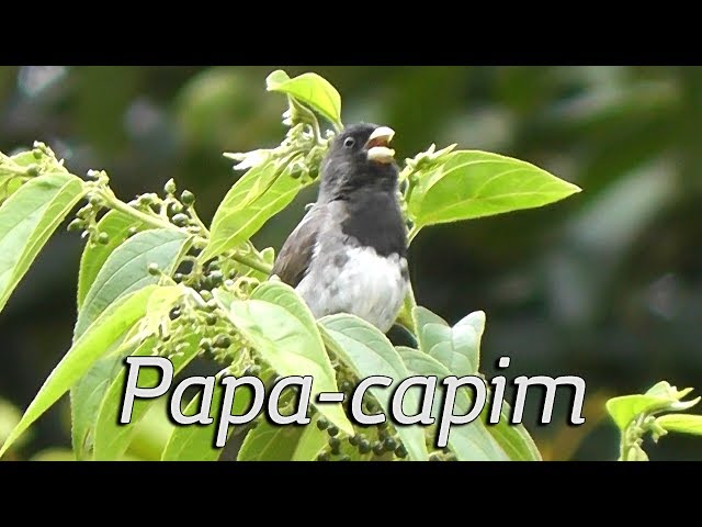 Papa-capim-de-costas-cinza(Dubois's Seedeater)