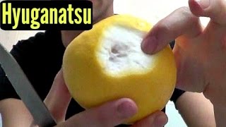 Hyuganatsu Review in Hong Kong - Weird Fruit Explorer - Ep 57