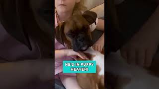 Boxer Dog Enjoys Massage