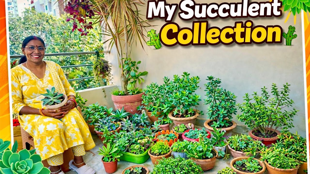 Mt succulent collection tour | care and tips for succulents plant | ye jarur karle succulent plant