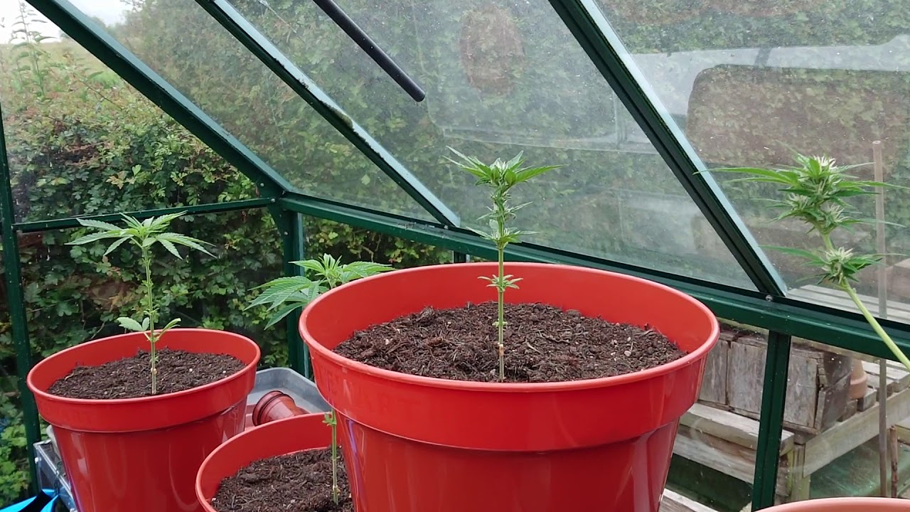 StarDawg flowering: 78 Days from sprouting