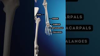 BONES (Names & Locations) - OCR GCSE PE - The SKELETAL System (1.1)