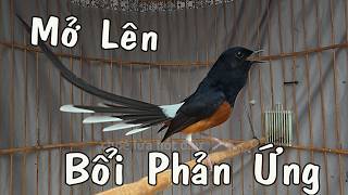 💥Chòe lửa Hót NHIỀU GIỌNG CHUẨN RỪNG kích lửa /Tiếng choè lửa hót kích bổi nhanh hót 65