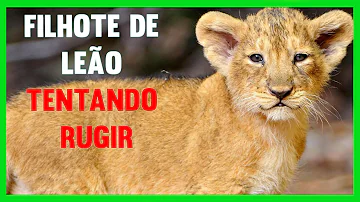 Como chama filhote de cachorro?