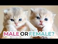 HOW TO TELL THE SEX OF A KITTEN at 3 weeks old | British Shorthair &amp; Scottish Fold Kittens + Quiz!