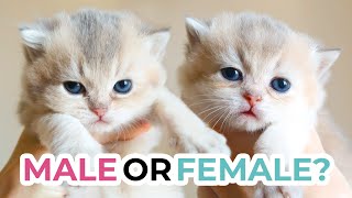 HOW TO TELL THE SEX OF A KITTEN at 3 weeks old | British Shorthair &amp; Scottish Fold Kittens + Quiz!