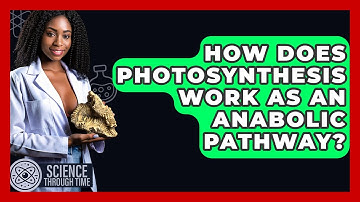 How Does Photosynthesis Work As An Anabolic Pathway? - Science Through Time