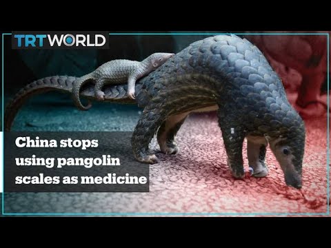 Video: Pangolin Skala Medisiner Som Ikke Er Dekket Av Kinesisk Forsikring