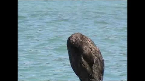 Quanto può stare sott'acqua un cormorano?