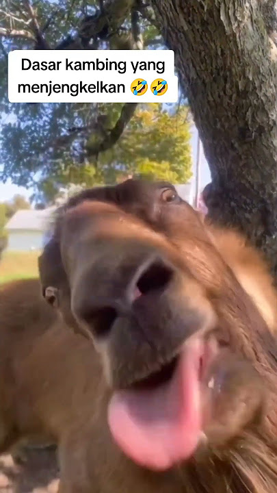 Kambing ini bikin kesel 🤣 #kambing #kambinglucu #viralvideo #ngakak #fypシ゚viral