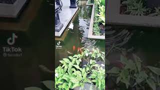 Download Lagu Kolam Ikan Koi Depan Rumah Letter L MP3 Download Lagu Kolam Ikan Koi Depan Rumah Letter L MP3