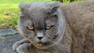 МЫ ТЕПЕРЬ ДРУЖИМ! 😂 Британский кот наконец-то стал ласковым... или мне только показалось?