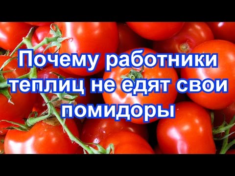 Почему работники теплиц не едят свои помидоры