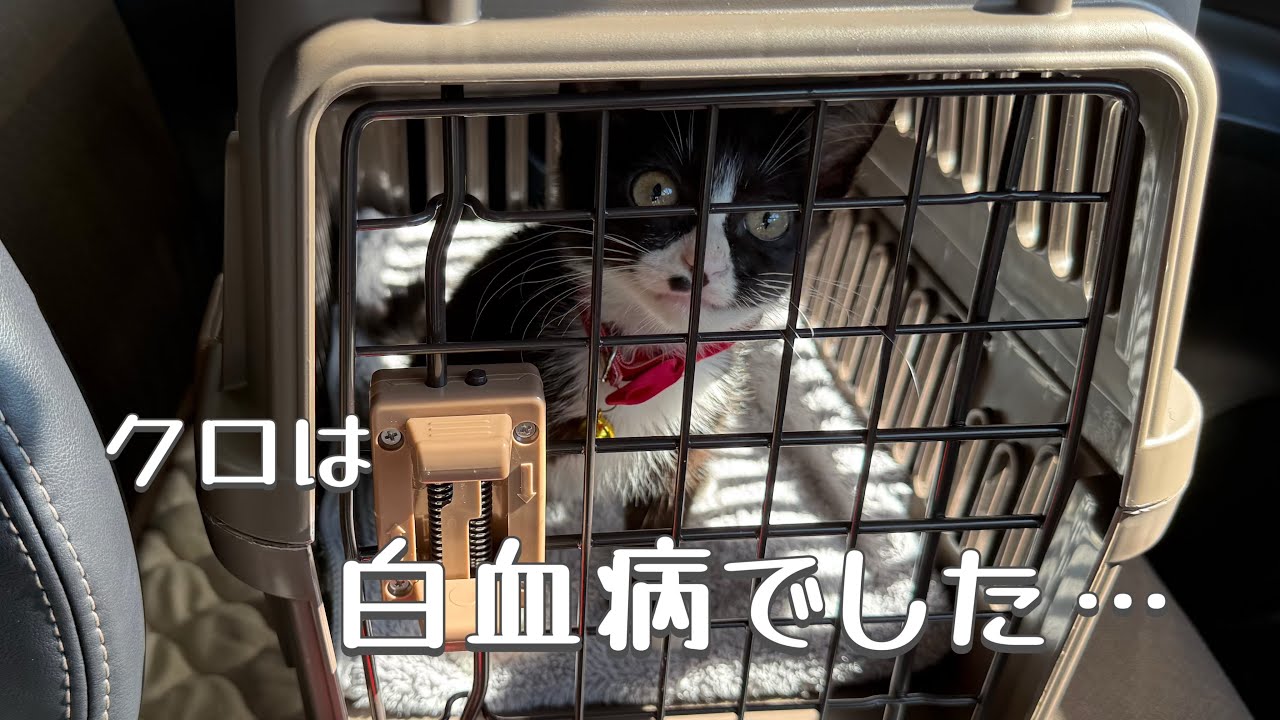 【捨て猫のクロ🐈‍⬛】検査の結果、猫白血病の陽性でした…