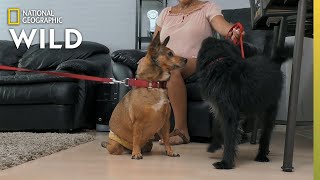 A Paralyzed Dog Makes a Friend | Dog: Impossible