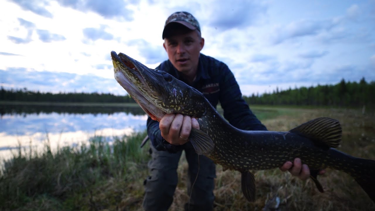 Наловил крупной щуки, еле вынес рыбу.  24 часа без отдыха в тайге.