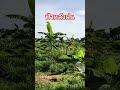 ฟ้าหลังฝน#farming #ด่านขุนทด #โคราช #nature #ที่ดิน #coconut #มะพร้าว #agriculture #เกษตร #farmlife