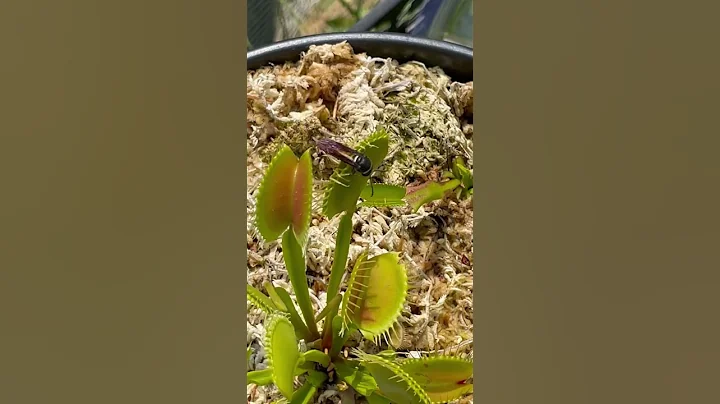 My Venus flytrap catches a big wasp! #plant #venusflytrap #eating