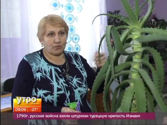Цветение алоэ. Утро с Губернией. Gubernia TV