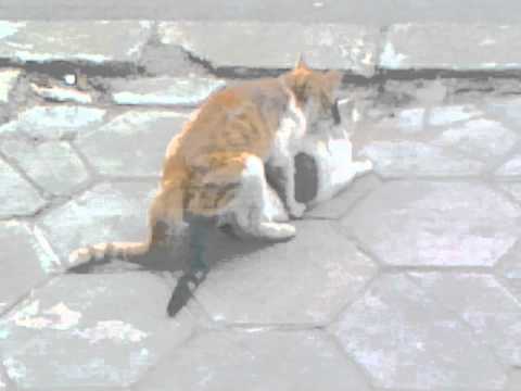 Un couple de chat en plein action, certainement une première pour Mr