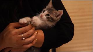 Smitten with the Kittens Documentary
