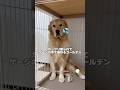 怒られて反省が顔に出すぎてるゴールデンレトリバー　　　#ゴールデンレトリバー #大型犬　#犬　#かわいい犬 #犬のいる暮らし