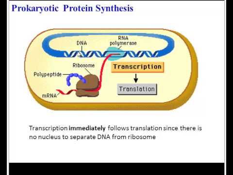 Video: Waar kunnen genen zich in een prokaryotische cel bevinden?