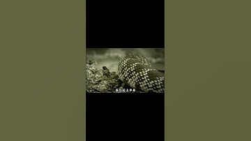村莊眼鏡蛇成災，專家一小時抓40條，真相曝光全村憤怒！ #動物世界   #科普  #animals  #野生動物