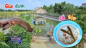 Bắt Bằng Được Gia Đình Cá Lóc Và Thả Một Chậu Cá To Xuống Ao / Quế Nghịch
