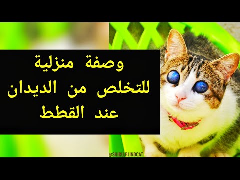 فيديو: كيفية إزالة الديدان من القط